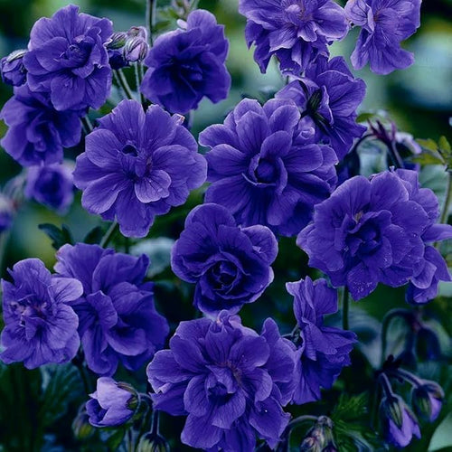 10+ Violet Double Hardy Geranium Seeds for Planting Outdoor-Rare Perennial Cranesbill Geraniums Seeds Flower Non-GMO Heirloom for Garden Home Attract Pollinators