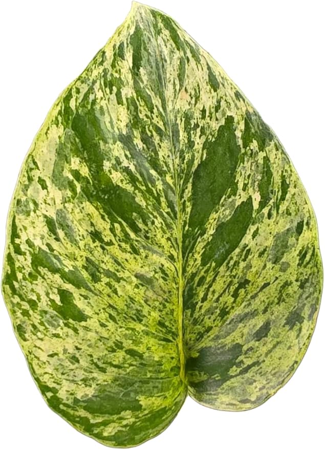 Josh's Frogs Epipremnum aureum Pothos (Marble Queen)