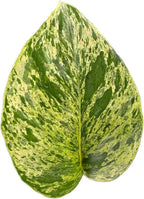 Josh's Frogs Epipremnum aureum Pothos (Marble Queen)