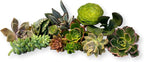 10 Assorted Live Succulent Cuttings, No 2 Succulents Alike, Great for Terrariums, Mini Gardens, and as Starter Plants. Live Succulents Plants for DIY Projects and Home Decor (10, Small)
