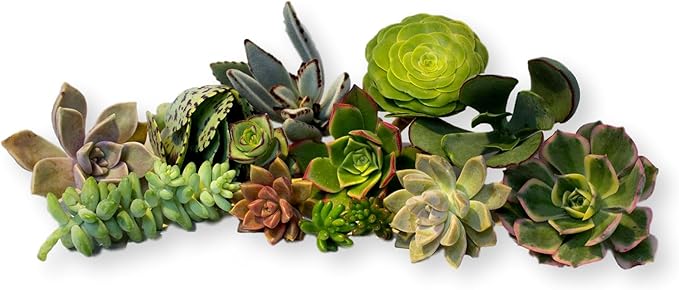 10 Assorted Live Succulent Cuttings, No 2 Succulents Alike, Great for Terrariums, Mini Gardens, and as Starter Plants. Live Succulents Plants for DIY Projects and Home Decor (10, Small)