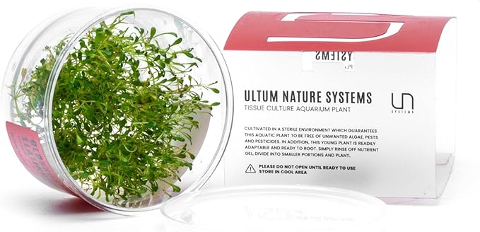 Ultum Nature Systems Glossostigma Elatinoides Tissue Culture Live Plant for Aquarium, Aquascape, Freshwater Fish Tanks - 100% Snail Free in Vitro
