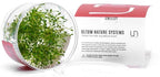 Ultum Nature Systems Glossostigma Elatinoides Tissue Culture Live Plant for Aquarium, Aquascape, Freshwater Fish Tanks - 100% Snail Free in Vitro