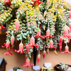 Cotyledon Pendens Succulent Live Plant, Trailing Succulent Plant Live Houseplant in 2 Inch Pot, Small Succulent Live Plant