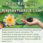 Mainam Mixed Colorful Hardy Water Lily Tuber Live Aquarium Plant for Freshwater Fish Pond Balcony Buy 2 GET Fertilizer Free (Orange Nymphaea Peaches & Cream)