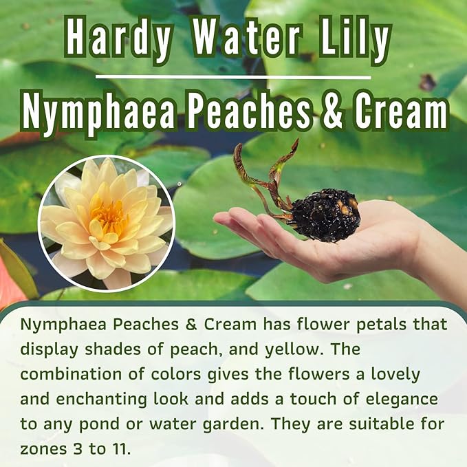 Mainam Mixed Colorful Hardy Water Lily Tuber Live Aquarium Plant for Freshwater Fish Pond Balcony Buy 2 GET Fertilizer Free (Orange Nymphaea Peaches & Cream)
