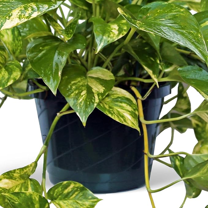 Live Golden Pothos, Devil’s Ivy Plant, Indoor Potted Plant, Mom Birthday Gift Plant, Hanging Plant, Housewarming Gift, Gardener Gift, Houseplant in 8" Hanging Basket
