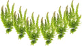 Live Aquarium 6 Hornwort Coontail Indoor Plants - Excellent Aquarium Plant - Beautiful Effect to Aquarium - Fast Growth, Long Lasting & Easy to Care Aquatic Plants - Pack 6