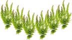 Live Aquarium 6 Hornwort Coontail Indoor Plants - Excellent Aquarium Plant - Beautiful Effect to Aquarium - Fast Growth, Long Lasting & Easy to Care Aquatic Plants - Pack 6