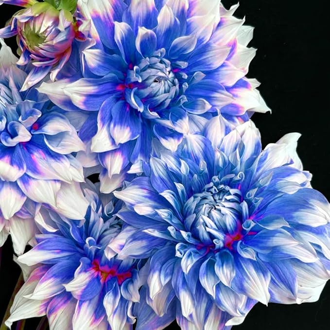 Dahlia Flower Seeds for Planting, 500+ Mixed Dahlia Seeds, Perennial Flower Plants, Non-GMO Heirloom Rare Zinna Seed for Outdoor Garden Home