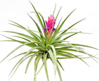 Air Plants - Flowering Tillandsia Stricta Large 5" - 3ct - Live Arrival Guaranteed - House Plants for Home Decor & Gift