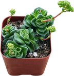 Succulents Plants Live 2inch Live Mini Succulent Plants, Easy Care House Plants Rooted in Succulent Soil Mix, by The Succulent Cult (Crassula Susannae *Rare*, 2 Inch)