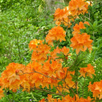 Azalea Live Plant, Live Azalea Plants, Flowering Shrub with Vibrant Red Blooms, 4-7 Inches Tall in 4 Inch Pot (Orange)