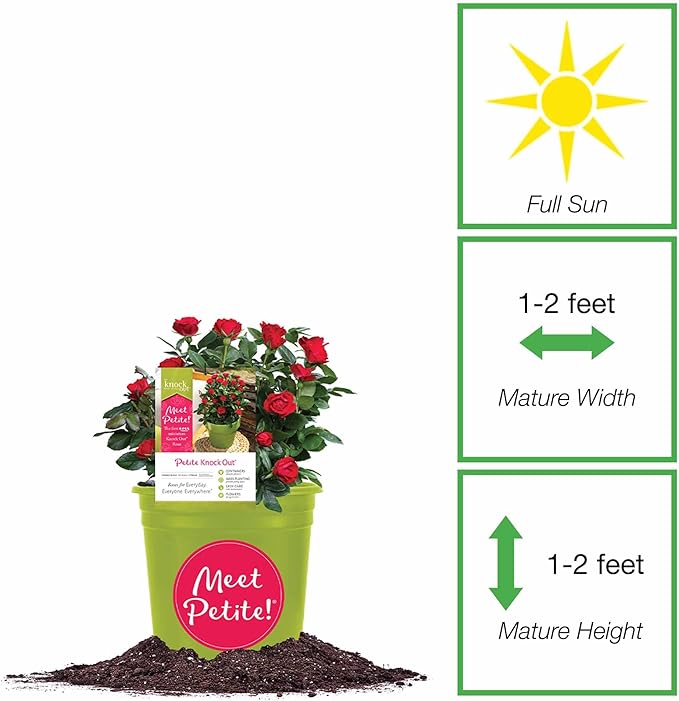 Perfect Plants Petite Knock Out® Rose Bush 1 Gallon. | Fresh Roses | Red Flowering Shrub