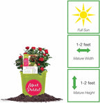 Perfect Plants Petite Knock Out® Rose Bush 1 Gallon. | Fresh Roses | Red Flowering Shrub