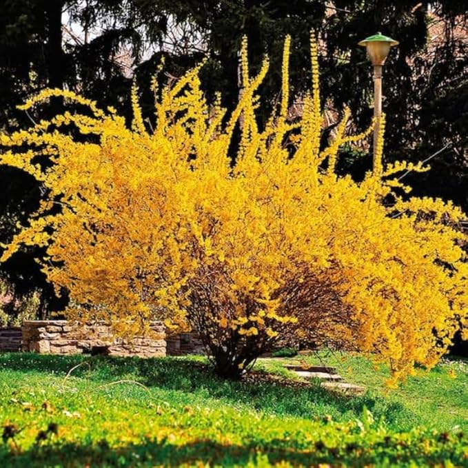 5 Lynwood Gold Forsythia Shrubs - 10-18" Tall Live Plants - Golden Bell Yellow Lynnwood Bushes/Trees - Forsythia x Intermedia 'Lynwood' - (5 Pack)
