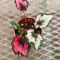 Begonia Red Robin Live Plant | Begonias Rex Indoor | Red and Pink House Plants | Cutting Houseplants for Outdoor Garden Gifts | Cuttings (Heat Pack Included)