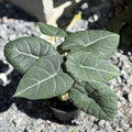 Alocasia Maharani Live Plant | Alocasia Venom Corm Rooted | Indoor Tropical House Plants Gifts | Cutting Outdoor Houseplant Elephant Ears (Heat Pack Included)