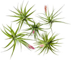 Air Plants - Flowering Tillandsia Aeranthos, Large 3-5" - 5ct - Live Arrival Guaranteed - House Plants for Home Decor & Gift