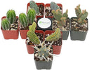 Shop Succulents | Cool Cactus Collection of Live Succulent Plants, Hand Selected Variety Pack of Cacti | Collection of 9 in 2" pots