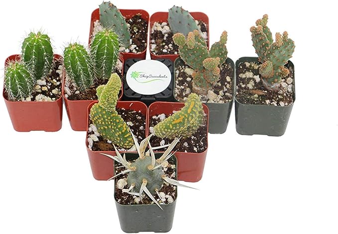 Shop Succulents | Cool Cactus Collection of Live Succulent Plants, Hand Selected Variety Pack of Cacti | Collection of 9 in 2" pots