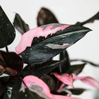 Green Circle Growers 5" Pink Princess Philodendron – Love You Edition in Pink Decorative Pot, Live Indoor Houseplant