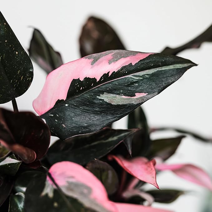 Green Circle Growers 5" Pink Princess Philodendron – Love You Edition in Pink Decorative Pot, Live Indoor Houseplant