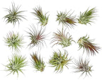 ragnaroc Air Plants - Tillandsia Ionantha Pack, Regular 1-3" - 12ct - Live Arrival Guaranteed - House Plants for Home Decor & Gift
