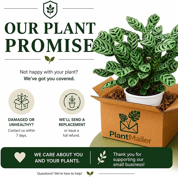 Calathea Burle Marx Live Plant, Prayer Plants Live HouseplaInts, Indoor Plant for Home Decor, Colorful Calathea Desk Plant, Fishbone Prayer Plant Live