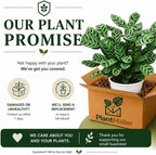 Calathea Burle Marx Live Plant, Prayer Plants Live HouseplaInts, Indoor Plant for Home Decor, Colorful Calathea Desk Plant, Fishbone Prayer Plant Live