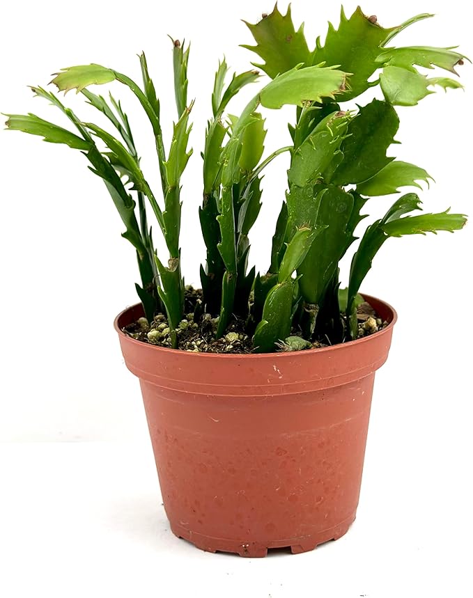 Christmas Cactus Plant Live - Perfect Holiday Decor, Thanksgiving Table Decorations, Christmas Room Decor - Rooted Indoor Live Plant (8" Height) (Heat Pack Included)