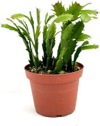 Christmas Cactus Plant Live - Perfect Holiday Decor, Thanksgiving Table Decorations, Christmas Room Decor - Rooted Indoor Live Plant (8" Height) (Heat Pack Included)
