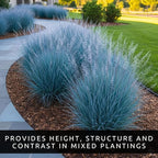 3 Little Bluestem Grass Live Plant Plug– Native Ornamental Grass – Blue-Green Foliage with Red Fall Color – Drought Tolerant Perennial (Schizachyrium scoparium)