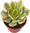 4" Aeonium Sunburst Succulents Plants Live, Rare Succulent Plants Fully Rooted in Succulent Soil, Unique Live House Plant for Home Office Decor, by The Succulent Cult