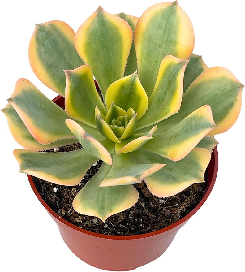 4" Aeonium Sunburst Succulents Plants Live, Rare Succulent Plants Fully Rooted in Succulent Soil, Unique Live House Plant for Home Office Decor, by The Succulent Cult
