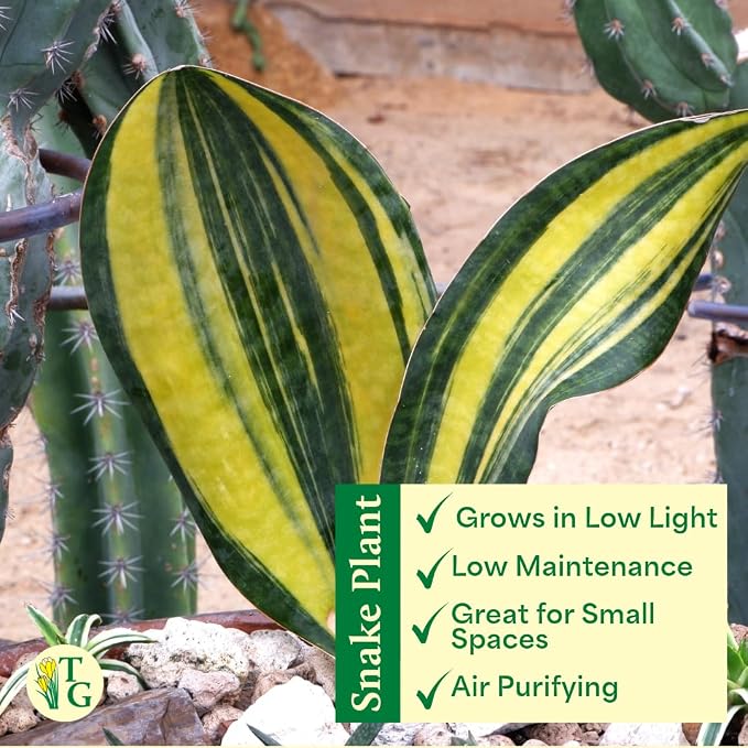 Thorsen's Greenhouse Live Variegated Whale Fin Snake Plant, Low Light, Collector Houseplant, 4-inch Diameter Mature Plant (Copper)
