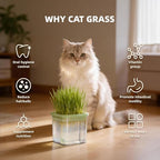 Hydroponic Cat Grass Kit with 5 Pack Non GMO Seeds & Scissors - Cat Grass for Indoor Cats, Helps Cat with Hairballs & Digestion, Easy 3-Step Setup,Gifts for Cat Lovers (Food-Safe PP&AS, 7-Day Growth)