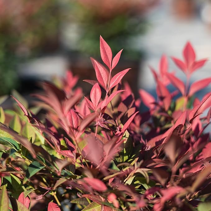 Perfect Plants Nandina Obsession from Southern Living | 1 Gallon Pot | Bright red and Green, Multi-Colored Foliage | Compact Shrub, thrives in Grow Zones 6-9
