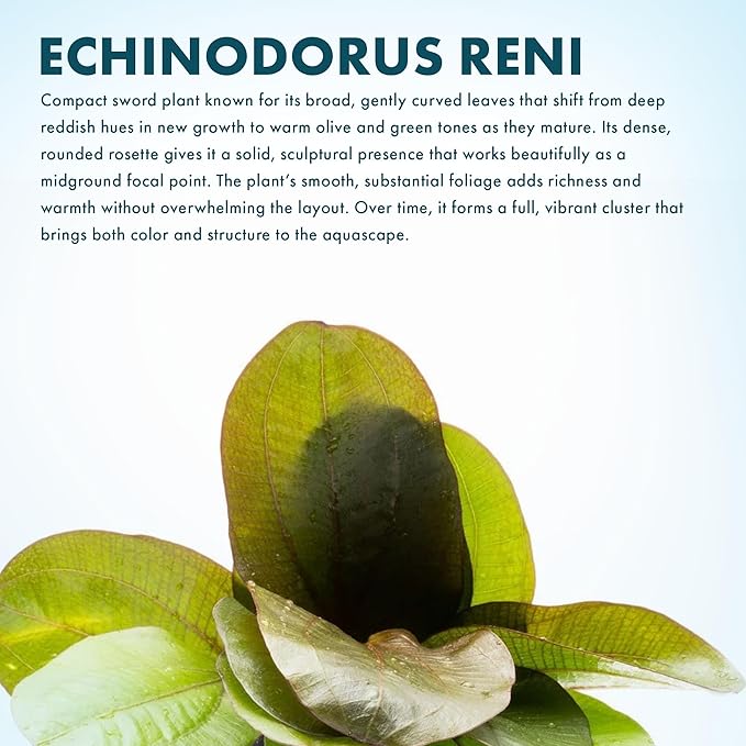 SubstrateSource Echinodorus Reni Sword Live Plant for Freshwater Aquariums, Natural Fish Tank Decorations, and Aquatic Decor (1 Pot (2-3 Plants))