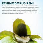 SubstrateSource Echinodorus Reni Sword Live Plant for Freshwater Aquariums, Natural Fish Tank Decorations, and Aquatic Decor (1 Pot (2-3 Plants))