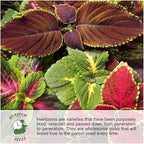 Seed Needs Sunset Sunflower Seeds for Planting Mixed Sunflowers - Heirloom & Open Pollinated Flower Seed to Plant an Outdoor Annual Butterfly Garden (1 Pack)