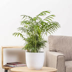 Seeds Parlor Palm Neanthe Bella (Palm Chamaedorea) Rare Perennial Tree