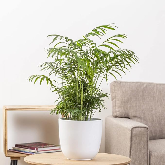 Seeds Parlor Palm Neanthe Bella (Palm Chamaedorea) Rare Perennial Tree
