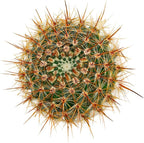 Live Cactus Plants, Fully Rooted 2-inch Cactus Succulent Plants, Rare Varieties for Gift or Home Decoration (Parodia erubescens Cactus)