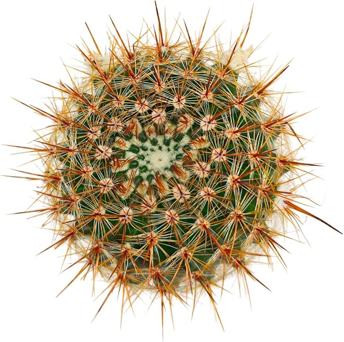 Live Cactus Plants, Fully Rooted 2-inch Cactus Succulent Plants, Rare Varieties for Gift or Home Decoration (Parodia erubescens Cactus)