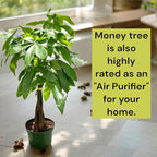 Live Money Tree Plant in 6 Inch Pot - Easy to Grow Air Purifying Live Plants Indoor Houseplants for Home Office Wedding Decorations & Birthday Gift (Heat Pack Included)