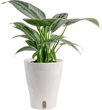 Costa Farms Silver Indukan Live Plant in Self Watering Pot, Indoor Houseplant, Perfect for Home, Room, or Office Decor, Great House Warming or Birthday Gift, 12-14 Inches Tall