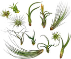 Live Air Plants - Tillandsia Variety, Regular 1-3" - 12ct - Live Arrival Guaranteed, House Plants for Home Decor & Gift