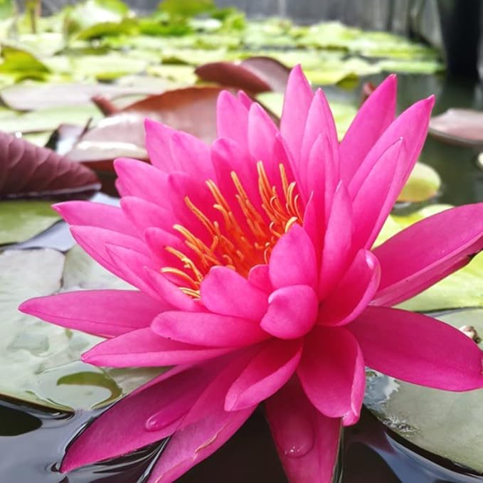 4 Pack Water Lily Tubers Live Aquatic Plant Freshwater Pond Garden Colorful by Greenpro