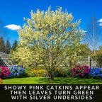 French Pink Pussy Willow Cuttings – 2 Live Pink Pussy Willow Trees – Fresh Salix Cuttings Ready to Plant – Ornamental Catkin Willow Shrubs – Fast Rooting, Cold Hardy Flowering Garden Accent